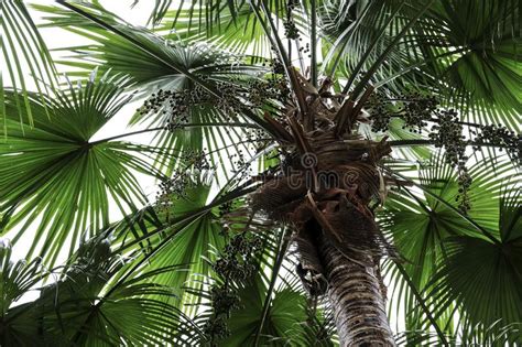 Tropical Summer Of Palm Tree In The Garden Stock Image Image Of
