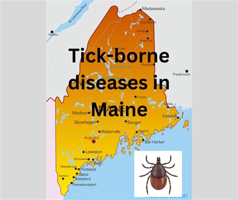 Record Numbers Of Tick Borne Diseases In Maine This Year