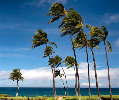 Palm Trees Storm Cumming