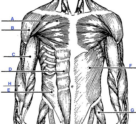 In this lesson, we will identify and draw the superficial and deep muscles of the front and rear torso. Muscle Labeling - Anatomy with E at West Springfield High ...