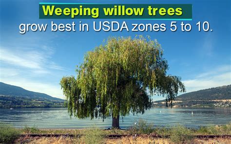 Weeping Willow Tree Information