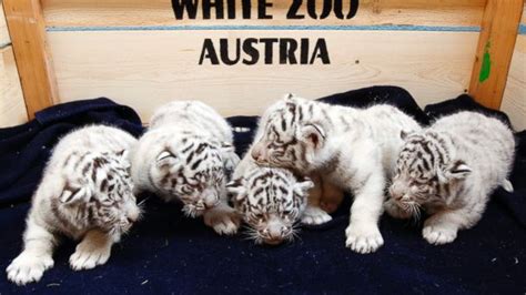 These White Tiger Cubs Are The Most Adorable Thing Youll See All Day