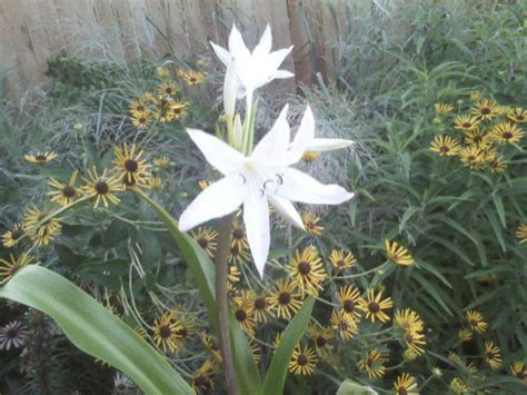 My Crinum Summer Nocturne Finally Bloomed