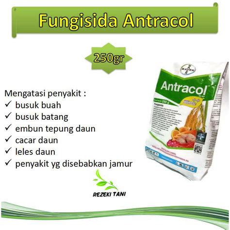Busuk buah biasanya akan menyerang tanaman cabe yang masih muda, . racun/obat Fungisida Antracol 250gr mengatasi busuk batang ...
