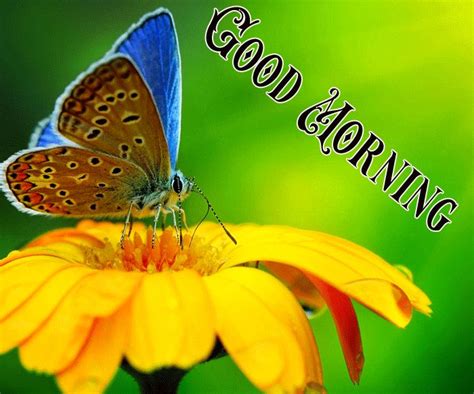 Best good morning love images for girlfriend, boyfriend, in hindi and english. Good morning butterfly image - Best Good Morning Images Download