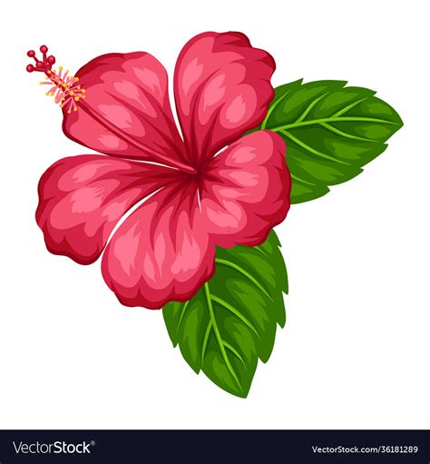 Tropical Hibiscus Flower Royalty Free Vector Image