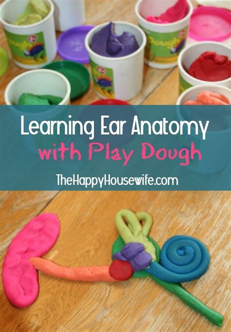 Learning Ear Anatomy With Play Dough Ear Anatomy Apologia Anatomy