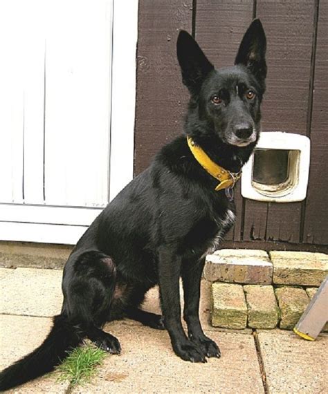 Black German Shepherd Border Collie Mix Water Sky Hunde