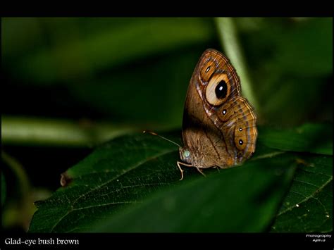 Maybe you would like to learn more about one of these? Glad Eye Bush brown | The Gladeye Bushbrown (Mycalesis ...