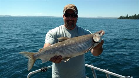 Click on any name for more detailed information. Whitefish Fishing Report at Flathead Lake (7.25.16 ...