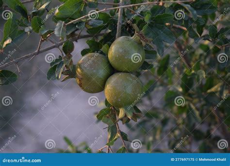 The Joy of Cultivating: Witnessing the Growth of Pomegranates on the