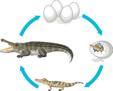 Life Cycle Of Crocodile On White Background 1945741 Vector Art At Vecteezy