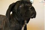 Look at pictures of cane corso puppies who need a home. Meet "RED" a cute Cane Corso Mastiff puppy for sale for $600. **PRICE REDUCED**RED
