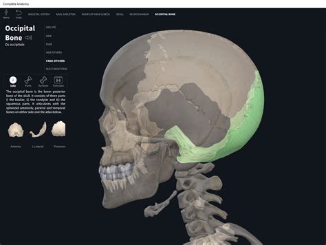 Bones Skull Occipital Anatomy And Physiology