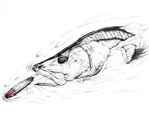 Common Snook Coloring Pages Sketch Coloring Page
