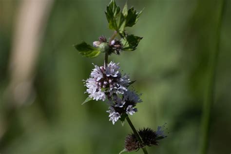 Common Mint Mentha Arvensis Wildflowers And Ferns Of Wabu Woods Sna