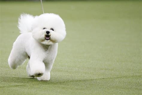 Top Dog Flynn The Bichon Frise Waggles His Tail To Victory At