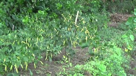Bahkan, cara membuat tabel di word 2007 , umumnya sama dengan versi yang lain. Budidaya cabe organik di pinggir sawah berbuah lebat - YouTube