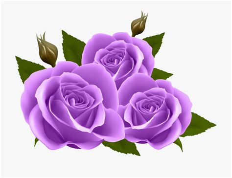 purple rose png 10 free cliparts download images on clipground 2023