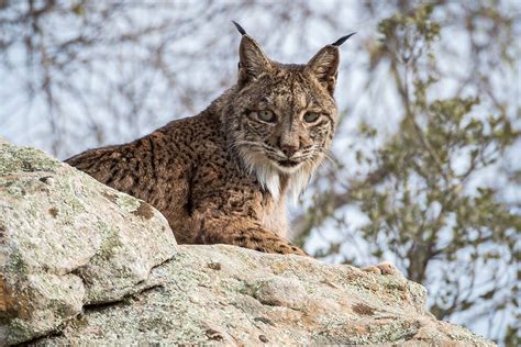 Iberian Lynx Wildlife Sos