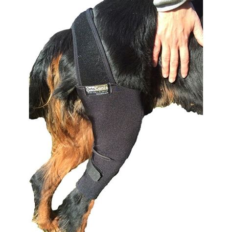A wide variety of dog acl brace options are available to you, such as protection, breathable. Dog knee brace | Dog braces, Dog with braces, Dog leg