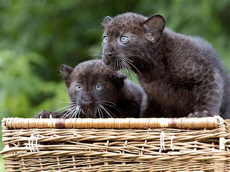 Est100 一些攝影some Photos Twin Panther Cubs Baby Black Panther