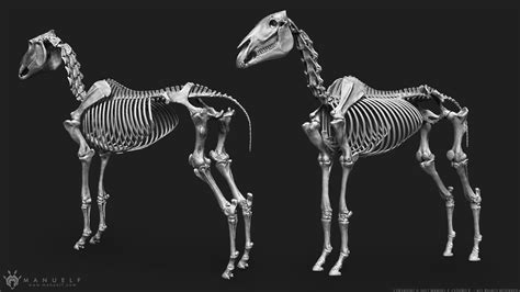 3d Horse Skeleton 3d Model Cgtrader