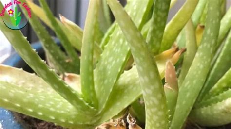 Why is my garden turning yellow. Why Is My Aloe Turning Yellow? (And How To Fix It ...