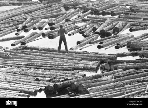 Floating Timber Down The Yenisei River Stock Photo Alamy