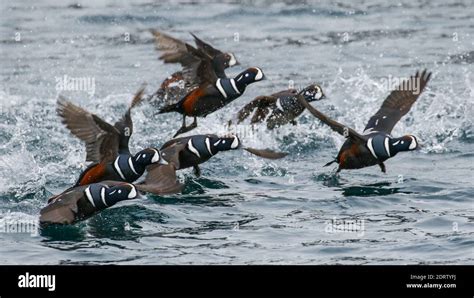 Harlequin Ducks Histrionicus Histrionicus Flying In Japanese Harbour