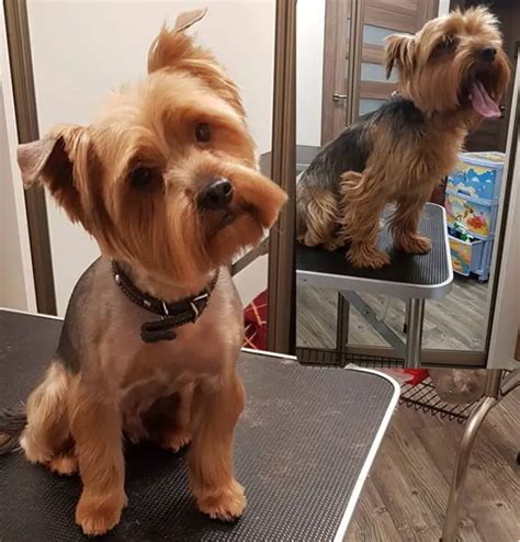 24 Best Yorkie Hairstyles For Males Yorkshire Terrier Haircuts Page