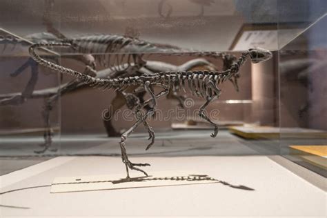 Dinosaur Fossils Editorial Stock Photo Image Of Skeleton 6873703