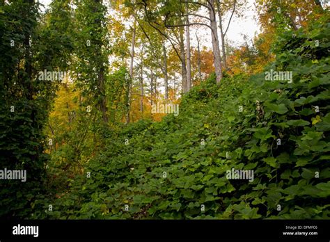 Kudzu Autumn Cherokee National Forest Tn Stock Photo Alamy