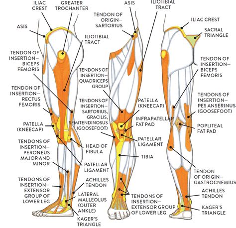 Upper Leg Tendon Anatomy Muscular Function And Anatomy Of The Upper