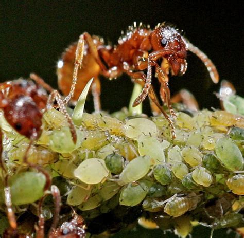 Ameisen mögen nämlich ein warmes und feuchtes klima und fühlen sich im gelüfteten haus weniger wohl. Was tun gegen ameisen auf rosen. Ameisenplage - was tun ...