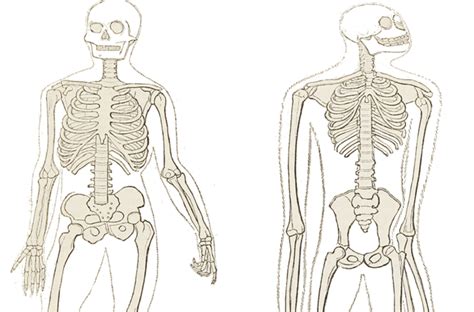 Compare a Human and Chimpanzee Skeleton Worksheet Answers