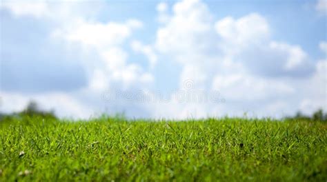 Green Grass Over Sky Background Depth Field Copyspace Stock Photos