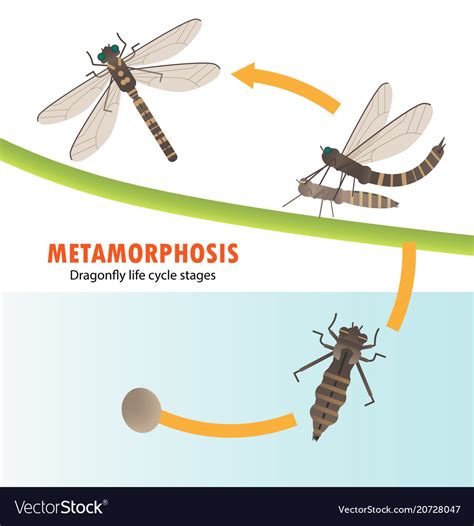 Dragonfly Life Cycle