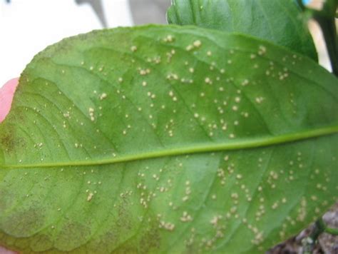 You can streaming and download. Meyer Lemon Pest