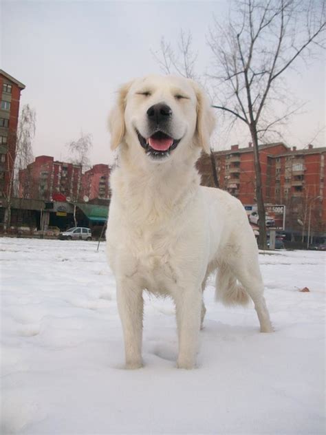 25 Dogs That Really Love Snow
