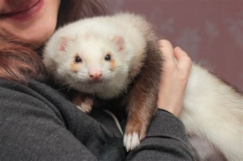 What Spots Do Ferrets Like To Be Petted Guide With Infographic