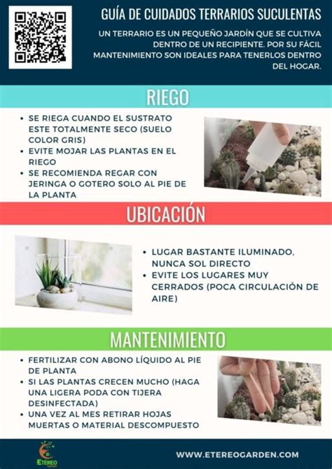 La Ubicaci N Perfecta Para Tu Terrario Consejos Y Recomendaciones