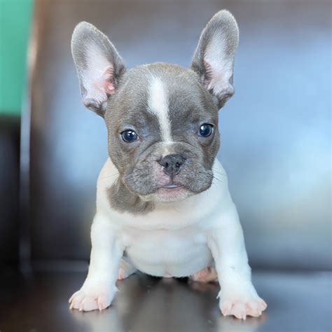 French Bulldog Male Id9169 Lb Central Park Puppies