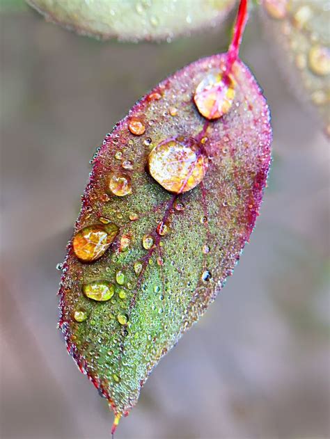 Macro Nature Photography Of Water Droplets On A Leaf Macro Photography Flowers Macro