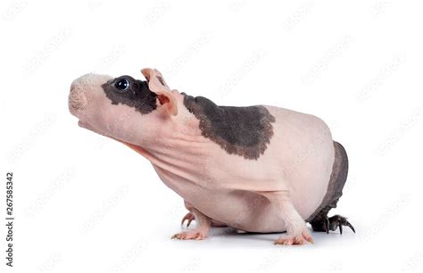 Cute Pink With Black Spotted Skinny Pig Sitting Standing Side Ways