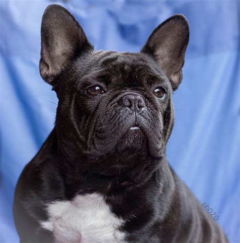 French Bulldog Pictures And Informations Dog