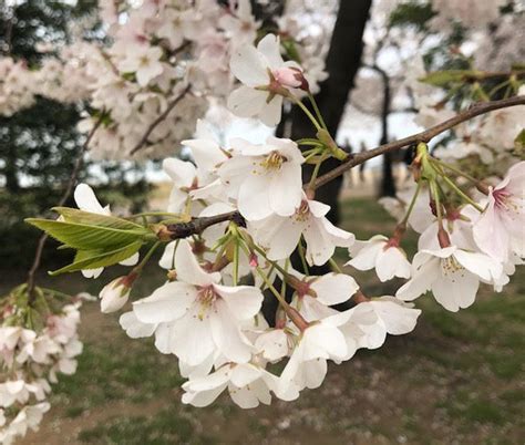 Gone With The Wind Thursdays Gusts May Blow Away Dcs Cherry Blossoms