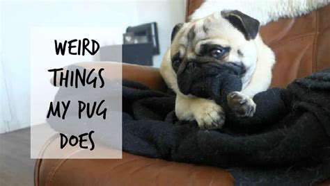 Weird Things Pugs Do