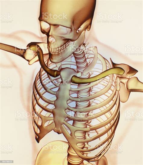 Xray Image Human Anatomy Torso Skeletal Structure Bones 3d Illustration