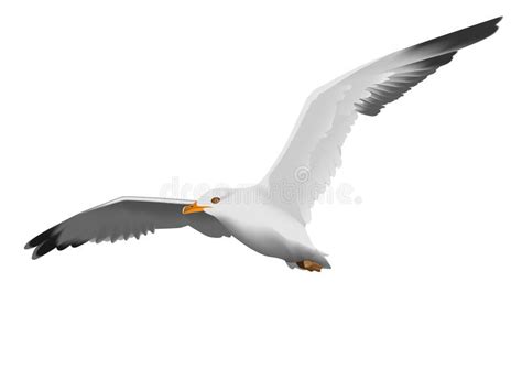 Seagull stock vector. Illustration of gliding, object - 18988671